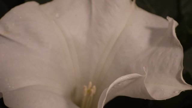 ダチュラ、ナス科に属する一年草または多年草、アルカロイド系有毒植物である。極東では曼陀羅華と呼ばれ、鎮静麻酔薬として使われていたこともある。昼過ぎから夕方にかけ、白花種では純白の大きい花を上向きに展開する様はダイナミック、神秘的でもある。