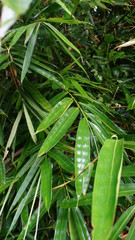 Obraz premium close up of a bamboo plant