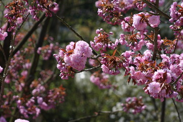 Blossom tree in spring with flowers 