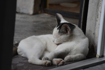 A white cat with a black pattern on its head
