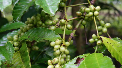 Green coffee fruits on tree branches