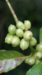 Green coffee fruits on tree branches. close up