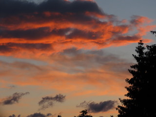 Fir tree silhouettes 