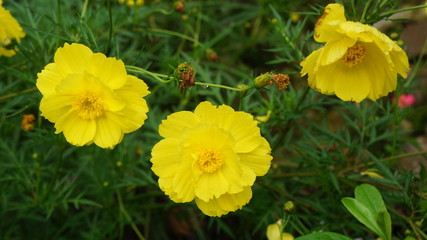 yellow daffodils in the garden
