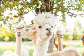 Obraz premium Cute alpaca with funny face relaxing on ranch in summer day. Domestic alpacas grazing on pasture in natural eco farm countryside background. Animal care and ecological farming concept