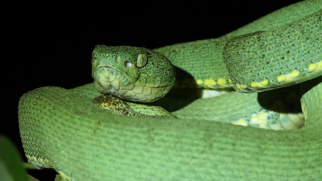 Two-striped forest pitviper (Bothriopsis bilineata). In a tree in the rainforest understory at night in Orellana province, the Ecuadorian Amazon.
