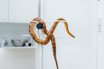 In a modern veterinary clinic, a yellow snake is examined. Veterinary clinic