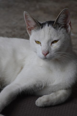 Fototapeta na wymiar White cat with black pattern on head and ears erect