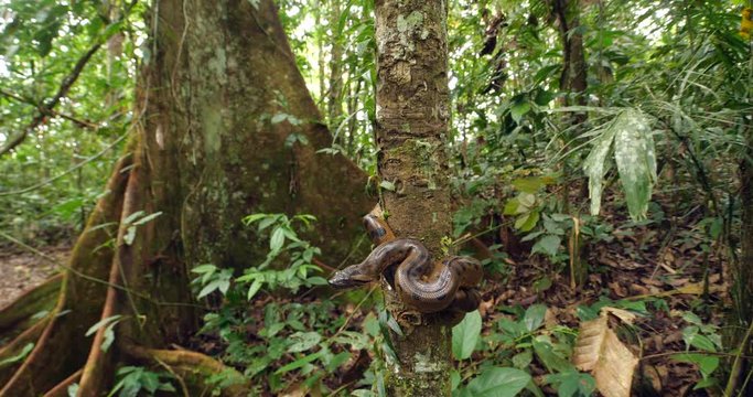 Baby Green Anaconda (Eunectes murinus), a juvenile, under 1m in length  of the largest snake species in the world. In its natural habitat, rainforest near the rio Tiputini in the Ecuadorian Amazon.