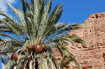 palm tree 