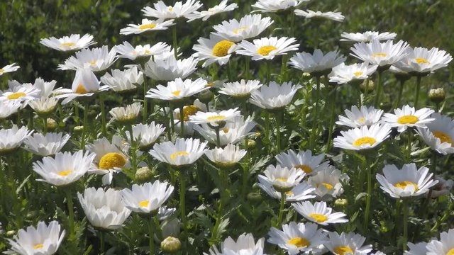 ノースポール、開花時期は、12月中旬 ～ 翌 6月頃もで。全体をおおうほどに白く咲くところから「北極」のイメージが連想され
「ノースポール（北極）」の名に。早春から咲くので冬の花壇には欠かせない。春目覚めたシジミチョウ等小昆虫が
蜜を求めて訪れ賑わう。その様をタイムラップス動画で表現した。
