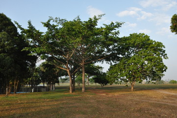 trees in the park