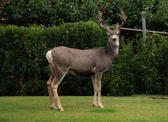 Naklejka na ściany i meble Curiously Looking Canadian Deer Standing In A Backyard