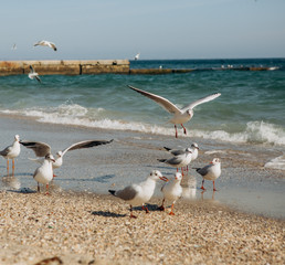 seagull birds flight beach sand sea ​​season