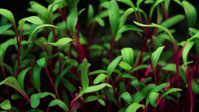 Close-up growing plants, purple stalk and green leaves microgreens grow in timelapse, sprouts germination, newborn beetroot salad plant in greenhouse agriculture