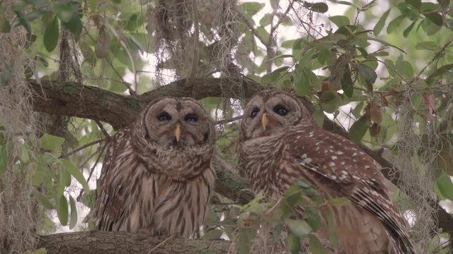 Closeup pair of cute barred owls grooming their feathers in owl love in Florida