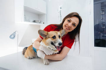 In a modern veterinary clinic, a thoroughbred Corgi dog is examined. Veterinary clinic