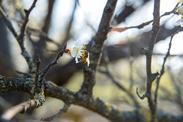 blooming spring buds with bees