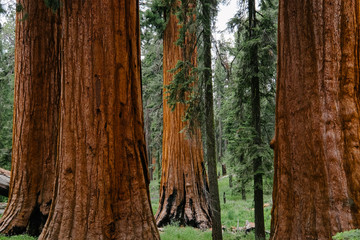 sequoia forest in yosemite