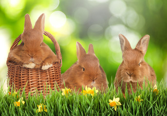 Adorable bunnies on green grass. Easter symbol