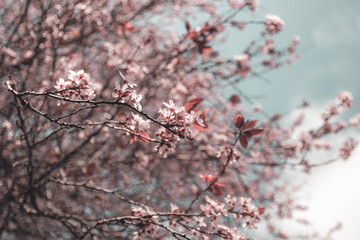 Pink flowers bloom during spring