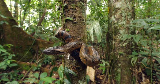 Baby Green Anaconda (Eunectes murinus), a juvenile, under 1m in length  of the largest snake species in the world. In its natural habitat, rainforest near the rio Tiputini in the Ecuadorian Amazon.
