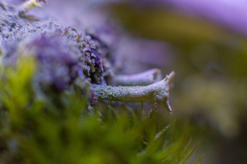 background, beautiful, black, branch, brown, closeup, color, environment, garden, grass, green, growing plant, insect, leaf, lichen, macro, macro photo, natural, nature, plant, small, summer, water, 