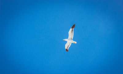 White bird flying in the sky