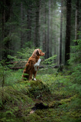 red dog in the spruce forest. Nova Scotia Duck Tolling Retriever in nature. Walk with a pet