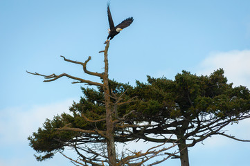 Bald Eagle Taking Off From It's Perch on a Fir Tree. A bald eagle flies away from the tree branch to hunt for food to feed his chicks stationed in a nest on a nearby tree. Lummi Island, Washington.