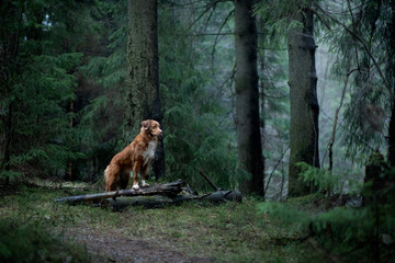 red dog in the spruce forest. Nova Scotia Duck Tolling Retriever in nature. Walk with a pet