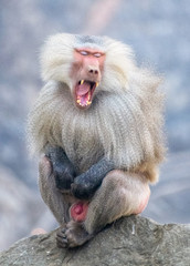 Portrait of an angry Alpha Male Baboon sitting on a rock at the top of Al Taif Mountains, KSA, Saudi Arabia.