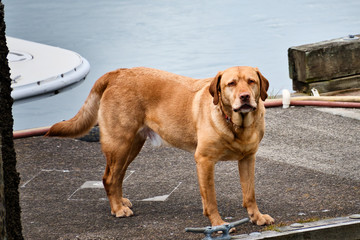 2020-03-30 A OLD YELLOW LABRADOR GUARDING A BOAT SLIP IN LA CONNOR WASHINGTON
