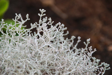 Pflanze Natur Flora Makro weiß