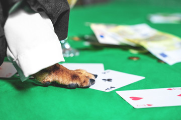 Croupier dog in black vest and white shirt works in casino and deals playing cards, paw and money on green cloth surface of gaming table. Unhealthy gambling addiction. Underground illegal gaming clubs