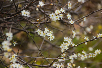 Blume Weiß Natur Pflanze Frühling