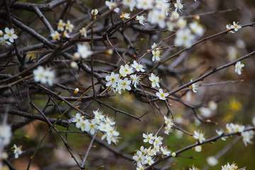 Blume Weiß Natur Pflanze Frühling