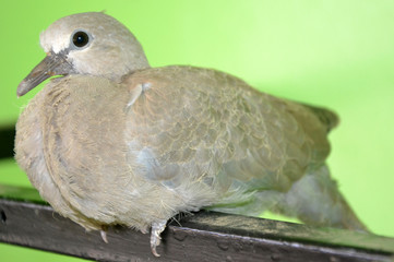 pigeons on the fence