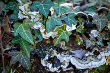 leaves on the ground