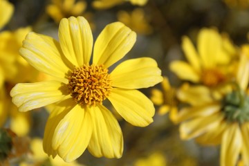 Sprouting in Spring from silvery leaves are green stalks upon which bloom golden flowers of the native Encelia Farinosa, Brittlebush, Joshua Tree National Park, Southern Mojave Desert.