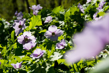 春の山のピンクの花　シラネアオイ