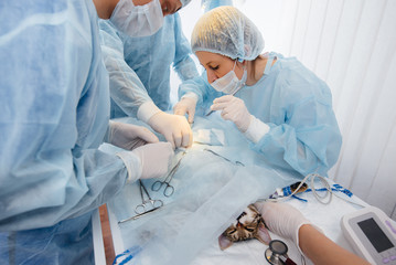 In a modern veterinary clinic, an operation is performed on an animal on the operating table in close-up. Veterinary clinic