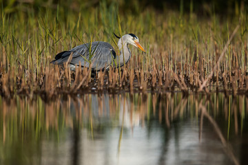 Grey Heron in habitat. Her Latin name is Ardea cinerea.