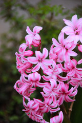 Blume Pink Natur Pflanze Frühling