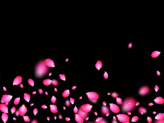 Rosy admirable petals falling over black background. Apricot spring tree blossom parts confetti. Flower petals vector illustration for Valentine's Day. Floral design.