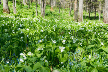 Fototapeta na wymiar 白い花が満開の春の野山