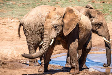Group / herd of elephants playing in water on safari