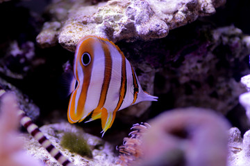 Fototapeta na wymiar The copperband butterflyfish - (Chelmon rostratus)