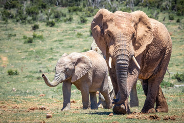 Herd / family of elephants walking across plain on safari