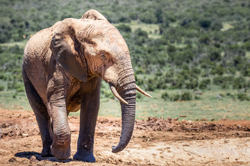 Portrait of male elephant on safari in Africa